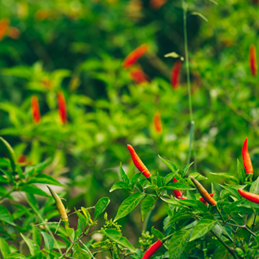chille pepper garden