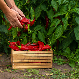 farmer harvesting chili peppers garden selective focus